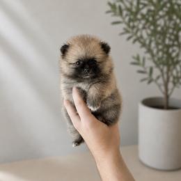 Thalia - Wolf sable female Pomeranian puppy in California from Petite Poms Of CA