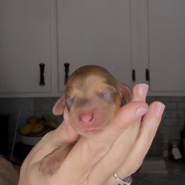 Glory - Dapple female Dachshund puppy in Brandon, Florida from Knights Dachshunds