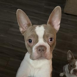 Nettles - Boston Terrier
