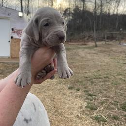 No Collar boy (docked tail) - Silver gray male Weimaraner puppy in Granite Falls, North Carolina from Pups and Pastures- Weimaraners