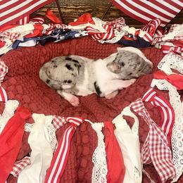 Marin - White merle female Catahoula Leopard Dog puppy in Slaton, Texas from M5 Catahoulas
