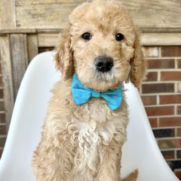 Moose - Cream male Goldendoodle puppy in Pulaski, Tennessee from Doodle My Heart