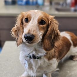 Clove - Dachshund
