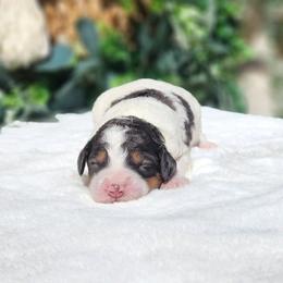 Anastasia - Merle female Bernedoodle puppy in Dothan, Alabama from Farquharson's Poodles&Doodles