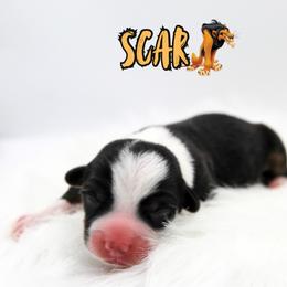 Scar - Black and tan male American Corgi puppy in Star City, Arkansas from T4 Farms