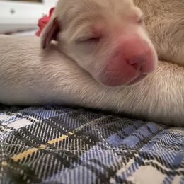 Labrador Retriever Puppies from Tobyan Labradors