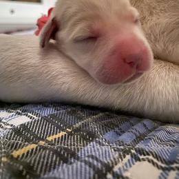 Labrador Retriever Puppies from Tobyan Labradors