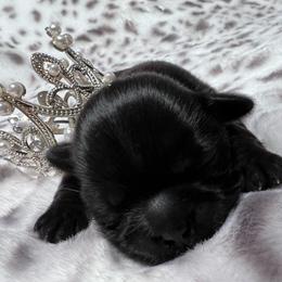 Solid black Boy - Black male Shih Tzu puppy in Sherman, Texas from Shannon’s Sugar Sweet Shih Tzu’s