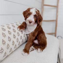 Goldendoodle puppies from Sweeter than Honey Doodles