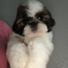 Shih Tzu Puppies from All That
