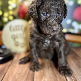Fudgeeeee - Chocolate female Labradoodle puppy in Kingston, Georgia from CC Familydoodles