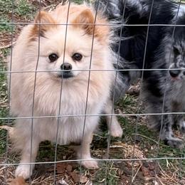 Biscuit - Pomeranian