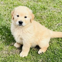 Golden Retriever and Pug Puppies from Copperfield’s Goldens