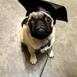 Pug Puppies from A Grumble of Love Kennels