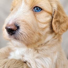 Mason - Apricot male Aussiedoodle puppy in Byron, Georgia from Southern Olive Doodles 🫒