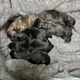 Scottish Terrier Puppies from Janaea Parrish