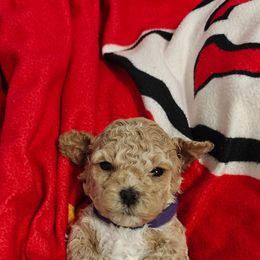 Precious Gigi - Apricot female Cavapoo puppy in Dallas, Texas from Halo's Heroes Doodles