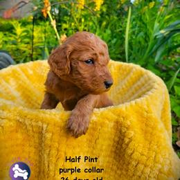 Half Pint - Red  female Goldendoodle puppy in Greer, South Carolina from South Paw Doodles