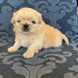 Blonde boy - Cream male Pekingese puppy in Mustang, Oklahoma from Ashlyn's Pups