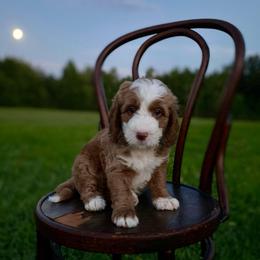 Farley - Red  male Goldendoodle puppy in Stanford, Kentucky from Holloway Goldendoodles