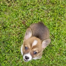 American Corgi and Pembroke Welsh Corgi Puppies from Whimsical Treasure Corgis