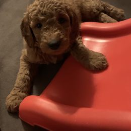 Goldendoodle Puppies from Goldendoodlefamily