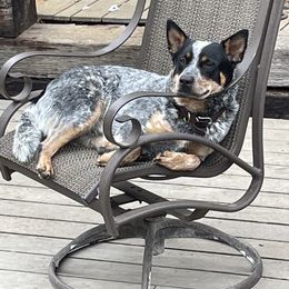 Australian Cattle Dog Puppies from Tin Roof Australian Cattle Dogs