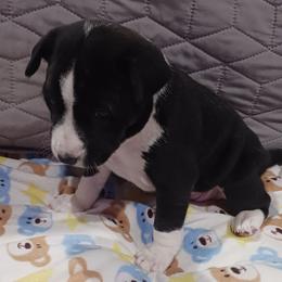 Black Boy 2 - Black and white male Basenji puppy in Tuttle, Oklahoma from Steadfast Farm (SFF)