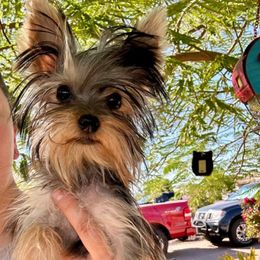 Nicholas - Yorkshire Terrier