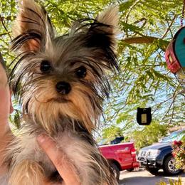 Nicholas - Yorkshire Terrier