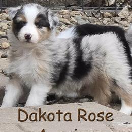 Mimosa - Blue merle female Australian Shepherd puppy in Burbank, South Dakota from Dakota Rose Aussies