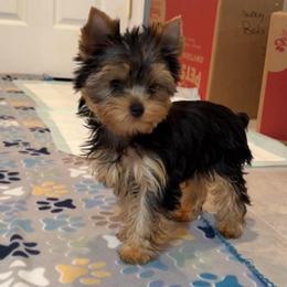 Ch Sired Chikito's Diesel - Blue and gold male Yorkshire Terrier puppy in Forest Hill, Maryland from Chikito's Yorkies