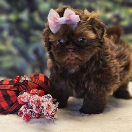 Taffy - Chocolate female Shih Tzu puppy in Mesa, Arizona from House of Zen Shihtzus