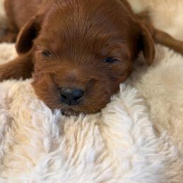 Boy 2 - Red  male Goldendoodle puppy in Haleyville, Alabama from Susan’s Prefurred Doodles