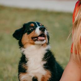 Chesapeake(Chessie) - Black tri-color female Australian Shepherd puppy in Aberdeen, North Carolina from Huckleberry Hill Aussies LLC.