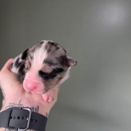 Boy 4 - Blue merle male Australian Shepherd puppy in London, Kentucky from Kenmont Kennels