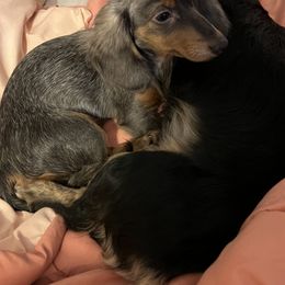 Dachshund Puppies from GretaLo Dachshunds