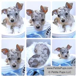 Chihuahua Puppies from Petite Pups LLC