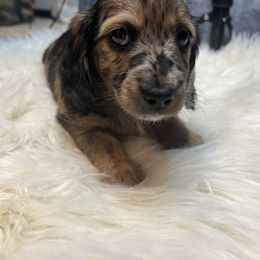 Dachshund Puppies from Teenie Little Hearts