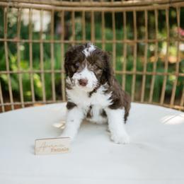 Armani - Brown and white female Aussiedoodle puppy in Greensboro, North Carolina from Glendale Doodles