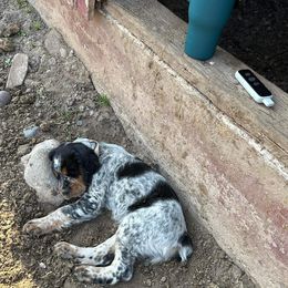 English Springer Spaniel Puppies from Poskin Lake Springer Spaniels