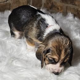 Girl 4 - female Basset Hound puppy in Richland Hills, Texas from The Basset Family
