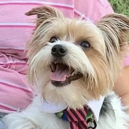 Bentley - Yorkshire Terrier