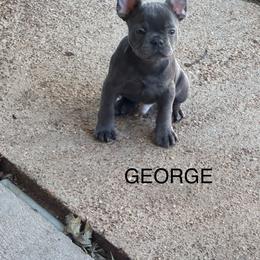 George - Blue fawn male French Bulldog puppy in Success, Missouri from Salty Pawz Kennel LLC