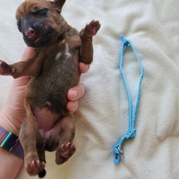 Rhodesian Ridgeback Puppies from Monarch Rhodesian Ridgebacks