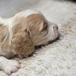 Java's piebald girl - Piebald female Dachshund puppy in Lyle, Washington from Wines Wienery
