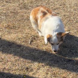 American Corgi, Dachshund, and Pembroke Welsh Corgi Puppies from Seven B Corgis & Doxies