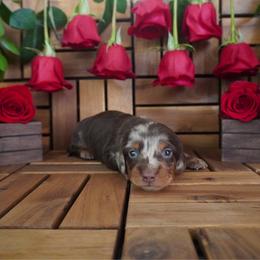 Hunter - AKC - Dapple male Dachshund puppy in Miami, Florida from Oscar's Dachshunds