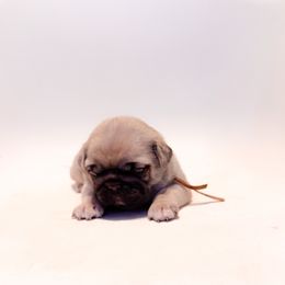 Izzy (pink collar) - Fawn female Pug puppy in Hereford, Arizona from Broken Road Ranch Pugs