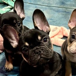 French Bulldogs and Labradoodles from Companion Creek Farm
